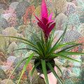 Guzmania 'Amira' - Sprouts of Bristol