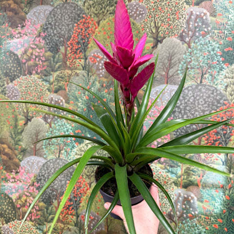 Guzmania 'Amira' - Sprouts of Bristol