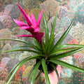 Guzmania 'Amira' - Sprouts of Bristol