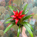Guzmania 'Blitz' - Sprouts of Bristol