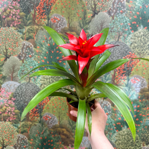 Guzmania 'Blitz' - Sprouts of Bristol