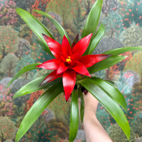 Guzmania 'Blitz' - Sprouts of Bristol