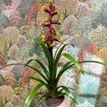 Guzmania 'Choco' - Sprouts of Bristol