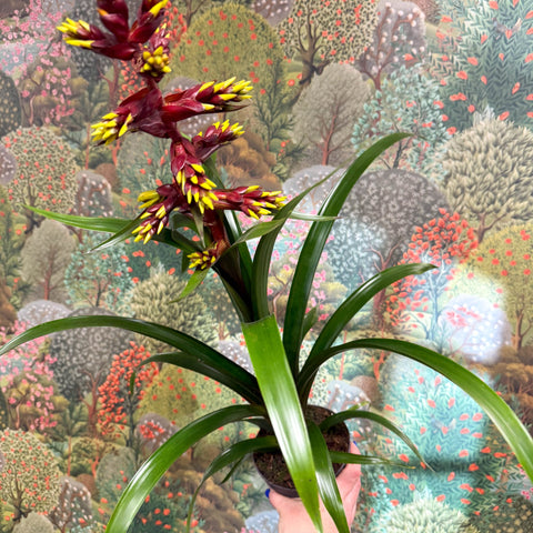 Guzmania 'Choco' - Sprouts of Bristol