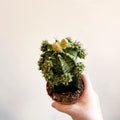 Gymnocalycium mihanovichii - Green Moon Cactus - Sprouts of Bristol