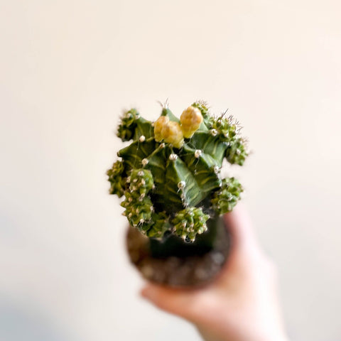 Gymnocalycium mihanovichii - Green Moon Cactus - Sprouts of Bristol