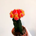 Gymnocalycium mihanovichii - Red and Yellow Moon Cactus - Sprouts of Bristol
