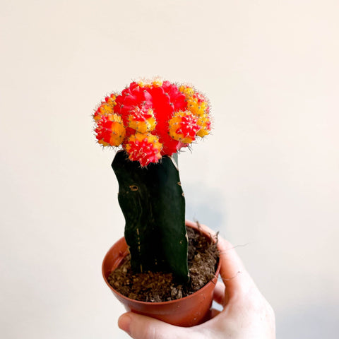 Gymnocalycium mihanovichii - Red and Yellow Moon Cactus - Sprouts of Bristol
