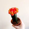 Gymnocalycium mihanovichii - Red and Yellow Moon Cactus - Sprouts of Bristol