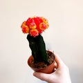 Gymnocalycium mihanovichii - Red and Yellow Moon Cactus - Sprouts of Bristol