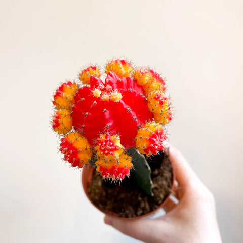 Gymnocalycium mihanovichii - Red and Yellow Moon Cactus - Sprouts of Bristol