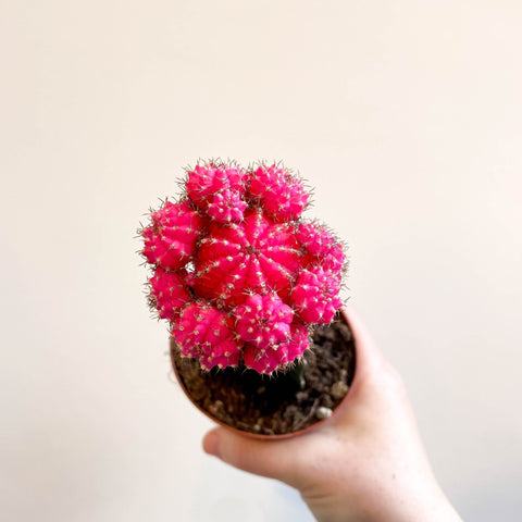 Gymnocalycium mihanovichii - Rose Pink Moon Cactus - Sprouts of Bristol