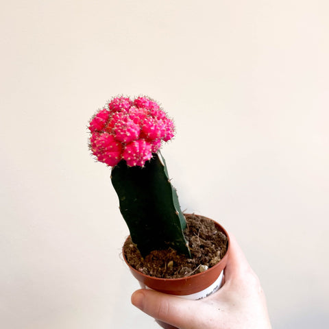 Gymnocalycium mihanovichii - Rose Pink Moon Cactus - Sprouts of Bristol