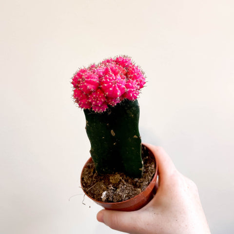 Gymnocalycium mihanovichii - Rose Pink Moon Cactus - Sprouts of Bristol