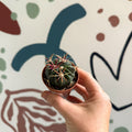 Gymnocalycium pflanzii – Chin Cactus - Sprouts of Bristol