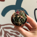 Gymnocalycium pflanzii – Chin Cactus - Sprouts of Bristol