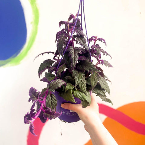 Gynura aurantiaca - Purple Passion Vine - Sprouts of Bristol