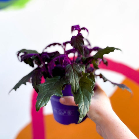 Gynura aurantiaca - Purple Passion Vine - Sprouts of Bristol
