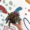 Gynura aurantiaca - Purple Passion Vine - Sprouts of Bristol