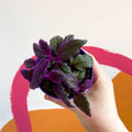 Gynura aurantiaca - Purple Passion Vine - Sprouts of Bristol