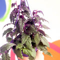 Gynura aurantiaca - Purple Passion Vine - Sprouts of Bristol