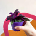 Gynura aurantiaca - Purple Passion Vine - Sprouts of Bristol