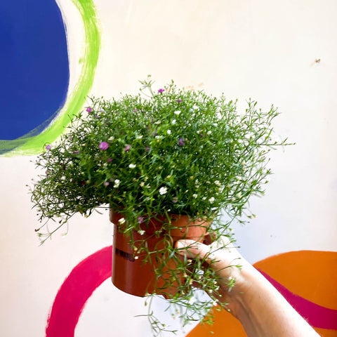 Gypsophila muralis - Baby's Breath - Sprouts of Bristol