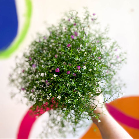 Gypsophila muralis - Baby's Breath - Sprouts of Bristol