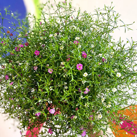 Gypsophila muralis - Baby's Breath - Sprouts of Bristol
