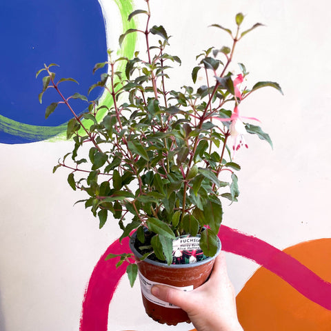 Hardy Fuchsia Bush - Fuchsia 'Alice Hoffman' - British Grown - Sprouts of Bristol