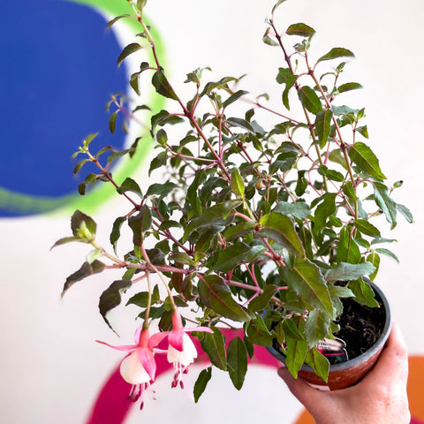 Hardy Fuchsia Bush - Fuchsia 'Alice Hoffman' - British Grown - Sprouts of Bristol