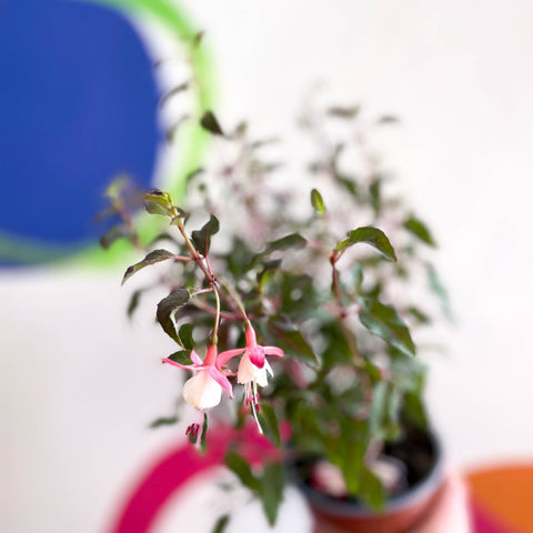 Hardy Fuchsia Bush - Fuchsia 'Alice Hoffman' - British Grown - Sprouts of Bristol