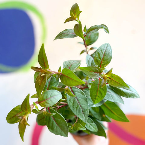 Hardy Fuchsia Bush - Fuchsia 'Brutus' - British Grown - Sprouts of Bristol
