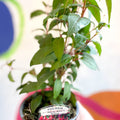 Hardy Fuchsia Bush - Fuchsia 'Brutus' - British Grown - Sprouts of Bristol