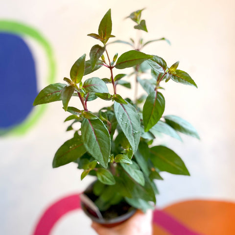 Hardy Fuchsia Bush - Fuchsia 'Brutus' - British Grown - Sprouts of Bristol