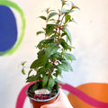 Hardy Fuchsia Bush - Fuchsia 'Brutus' - British Grown - Sprouts of Bristol