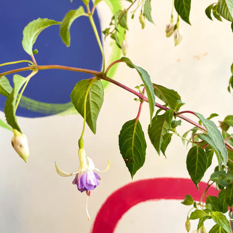 Hardy Fuchsia Bush - Fuchsia 'Delta's Sara' - British Grown - Sprouts of Bristol