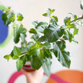 Hardy Fuchsia Bush - Fuchsia 'Mrs Popple' - British Grown - Sprouts of Bristol