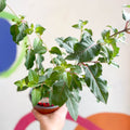 Hardy Fuchsia Bush - Fuchsia 'Mrs Popple' - British Grown - Sprouts of Bristol