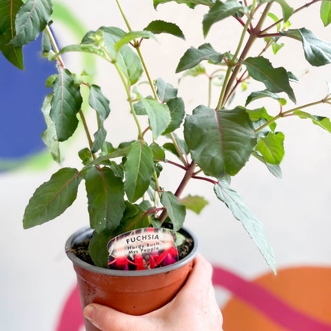 Hardy Fuchsia Bush - Fuchsia 'Mrs Popple' - British Grown - Sprouts of Bristol