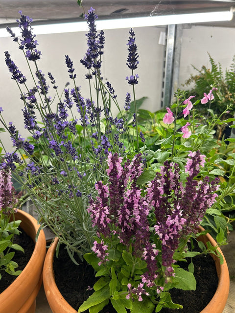 Hardy Summer Perennials in Terracotta Planter - Sprouts of Bristol
