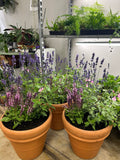 Hardy Summer Perennials in Terracotta Planter - Sprouts of Bristol