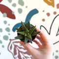 Haworthia attenuata ‘Enon’ - Sprouts of Bristol