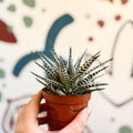 Haworthia fasciata 'Alba' – Zebra Haworthia - Sprouts of Bristol