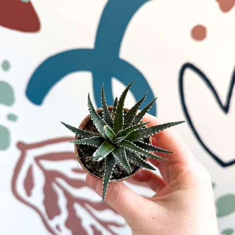 Haworthia fasciata ‘Big Band’ – Big Band Zebra Plant - Sprouts of Bristol