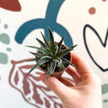 Haworthia fasciata ‘Big Band’ – Big Band Zebra Plant - Sprouts of Bristol