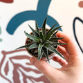 Haworthia fasciata ‘Big Band’ – Big Band Zebra Plant - Sprouts of Bristol
