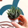 Haworthia fasciata ‘Concolor’ – Concolor Zebra Plant - Sprouts of Bristol
