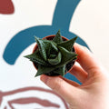 Haworthia limifolia – Fairy Washboard - Sprouts of Bristol