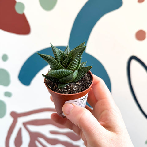 Haworthia limifolia – Fairy Washboard - Sprouts of Bristol